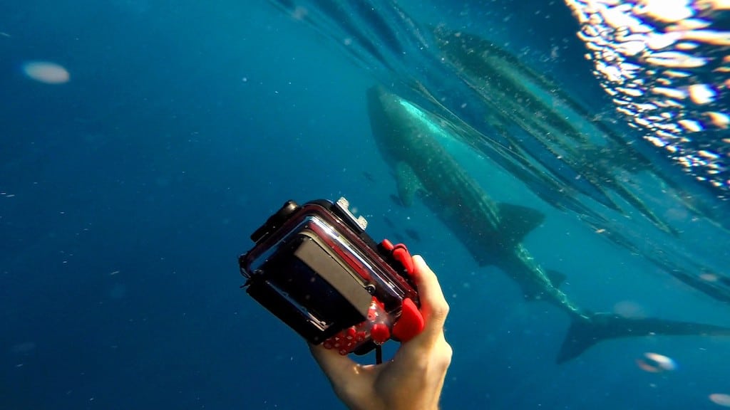 Holbox whale shark swimming