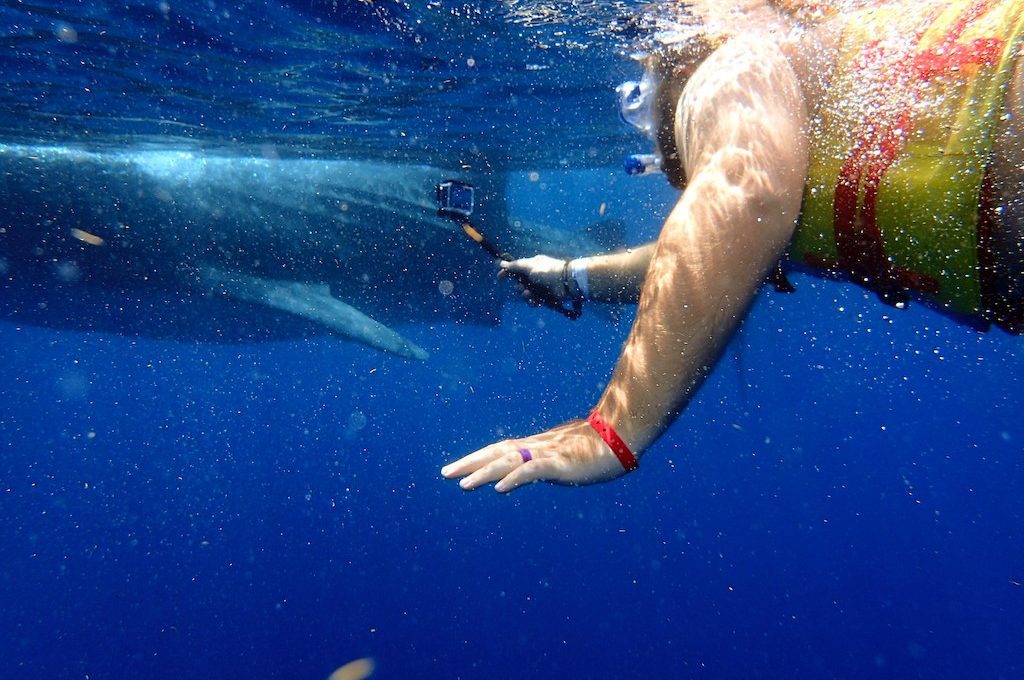 Holbox whale shark swimming