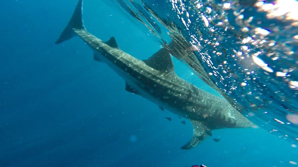 Holbox whale shark swimming