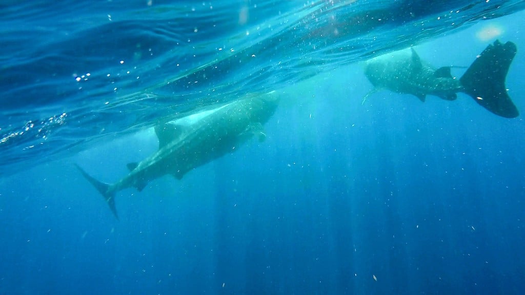 Holbox whale shark swimming