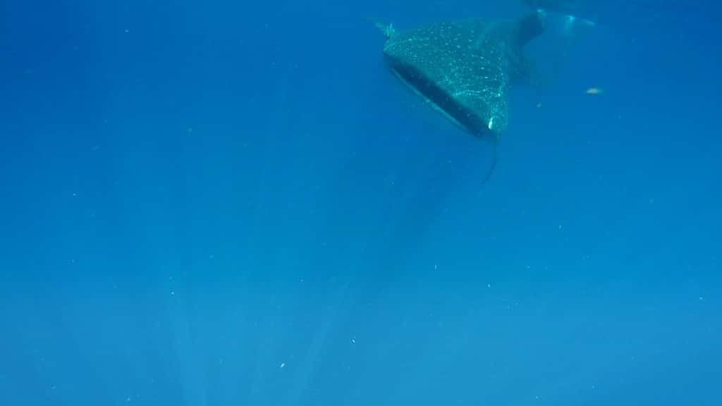 Holbox whale shark swimming