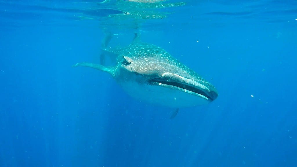 Holbox whale shark swimming