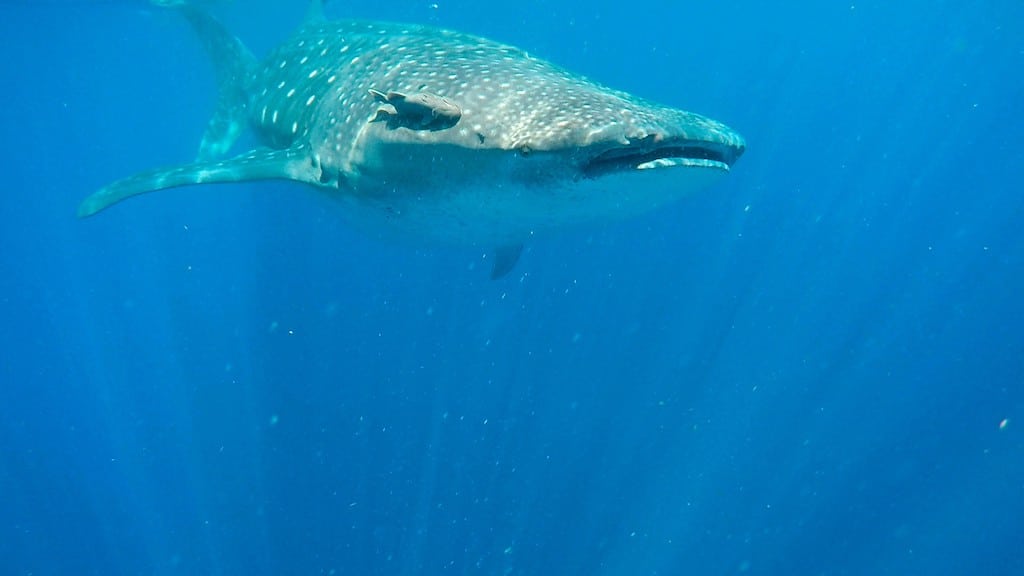 Holbox whale shark swimming