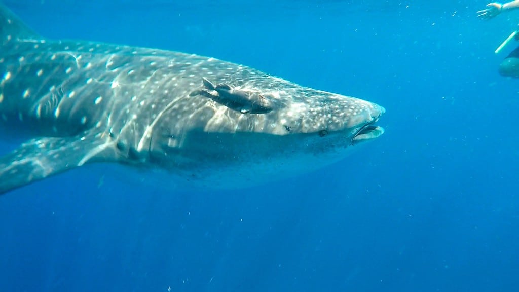 Holbox whale shark swimming