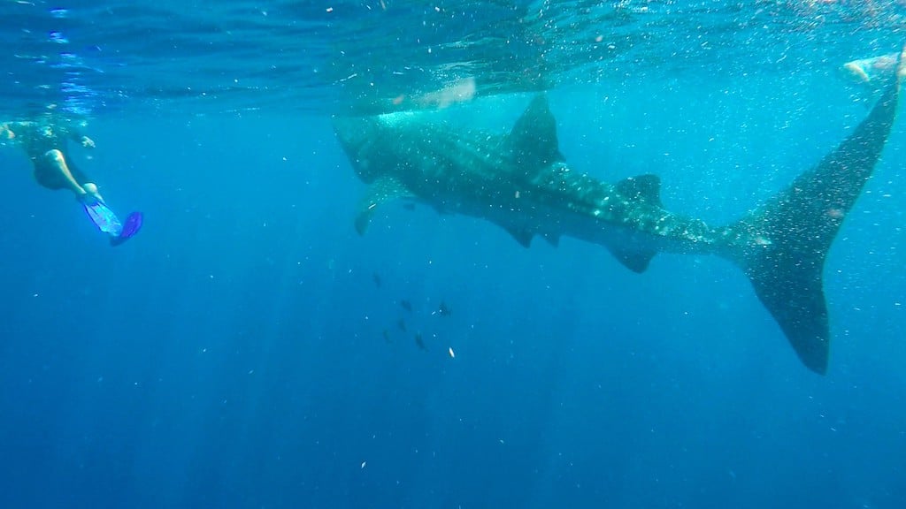 Holbox whale shark swimming