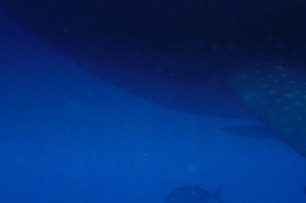 Holbox whale shark swimming