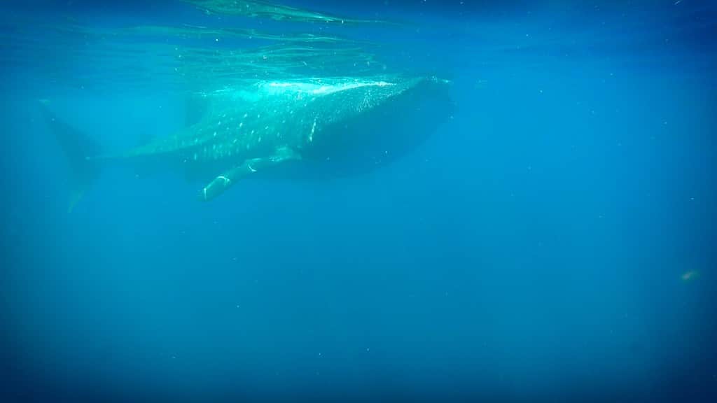 Holbox whale shark swimming