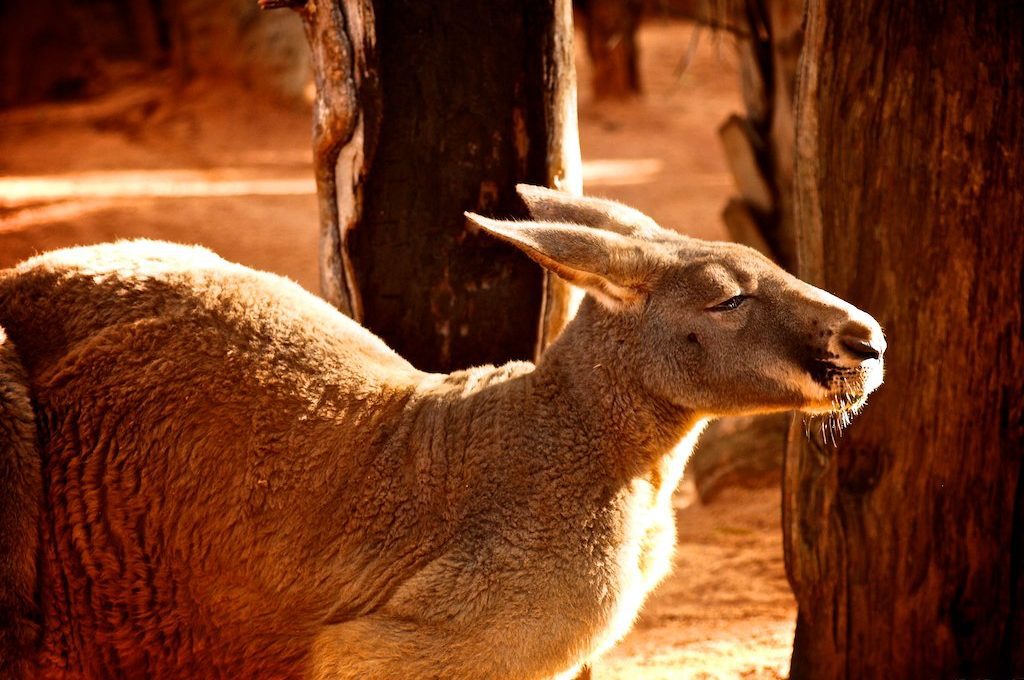 Closeup of kangaroo in Sydney Australia