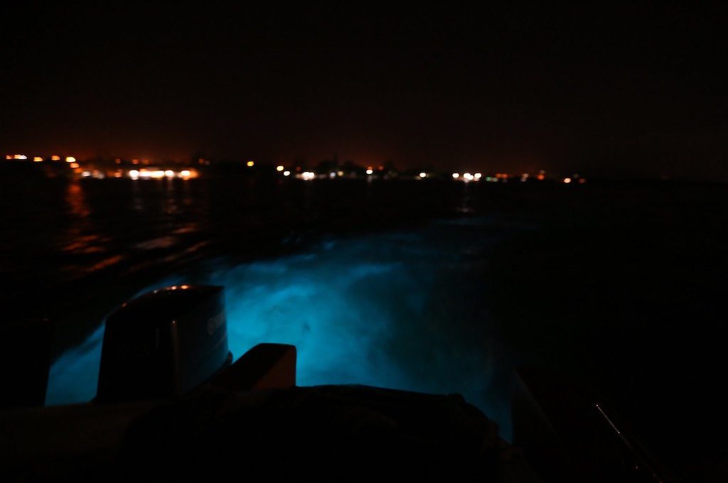 Luminous Lagoon in Jamaica