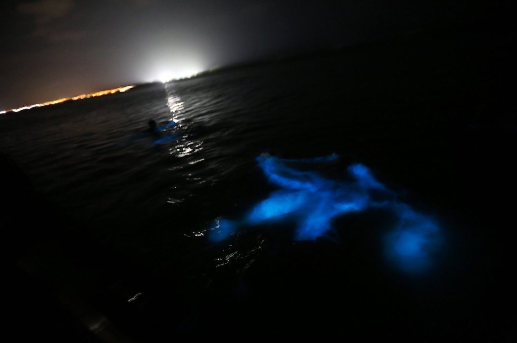 Luminous Lagoon in Jamaica