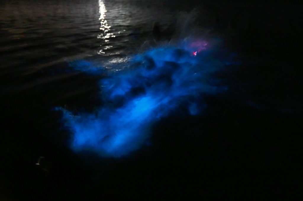 Luminous Lagoon in Jamaica