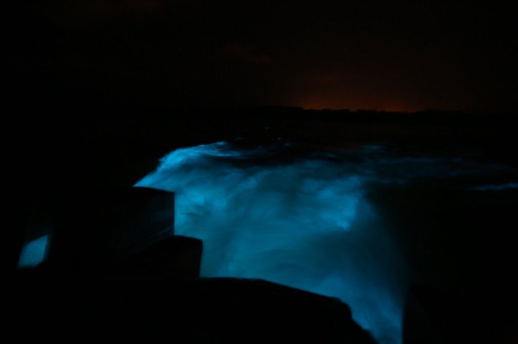 Luminous Lagoon in Jamaica