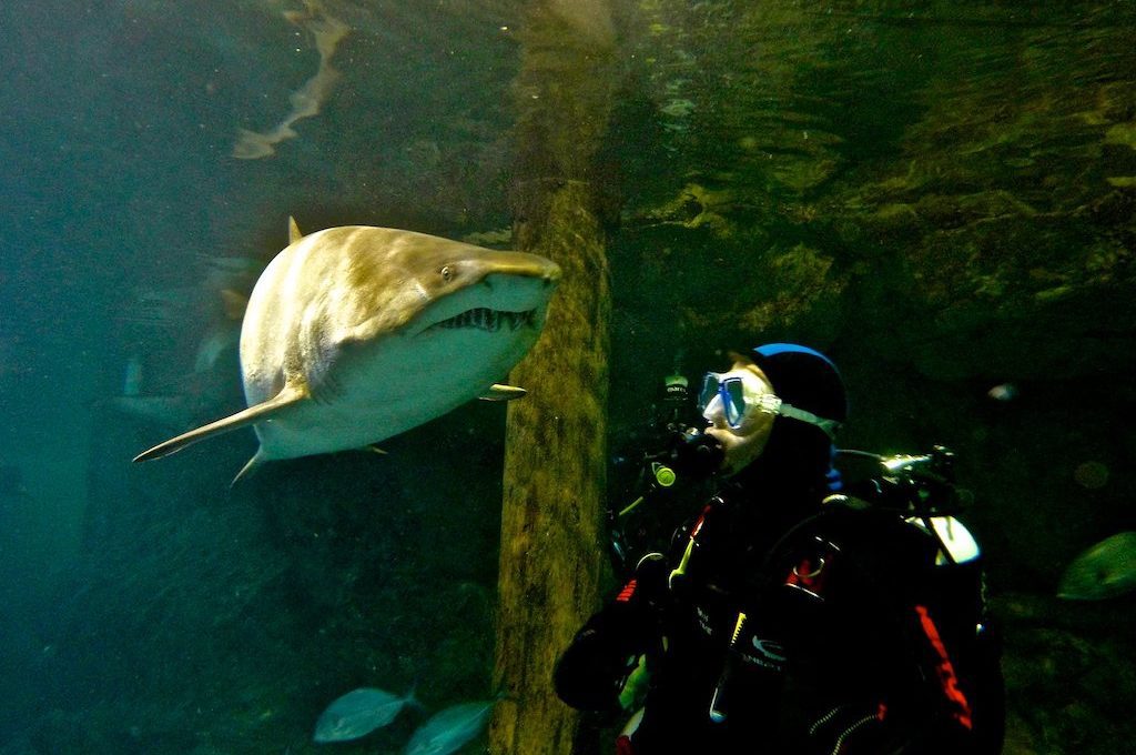 Scuba diver with nurse shark at Manly Sea Life Sanctuary