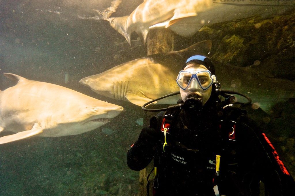 Scuba diver with nurse sharks at Manly Sea Life Sanctuary