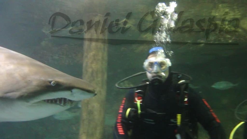 Scuba diver with nurse shark at Manly Sea Life Sanctuary