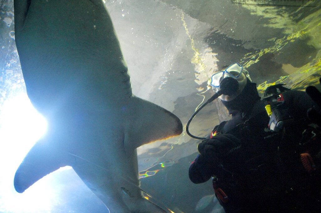 Scuba diver with nurse shark at Manly Sea Life Sanctuary