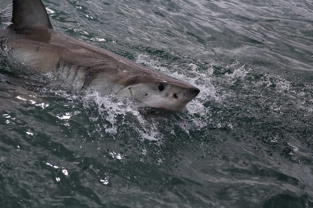 Massive great white shark lunges from the water