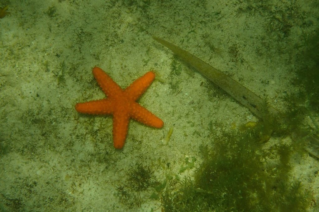 Orange Starfish