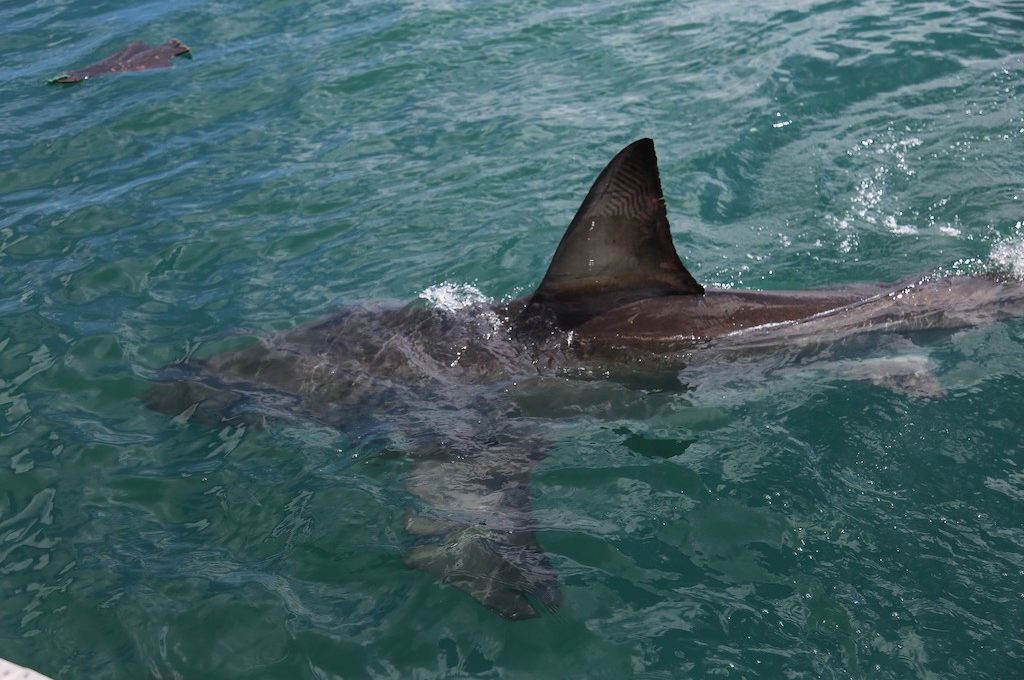 Great White Shark Cage Dive in Gansbaai, South Africa Review - UponArriving