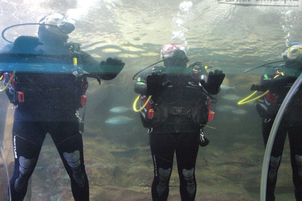 Scuba divers in water tank at Manly Sea Life Sanctuary