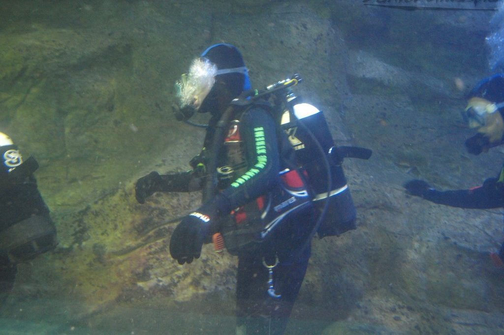 Scuba divers in water tank at Manly Sea Life Sanctuary