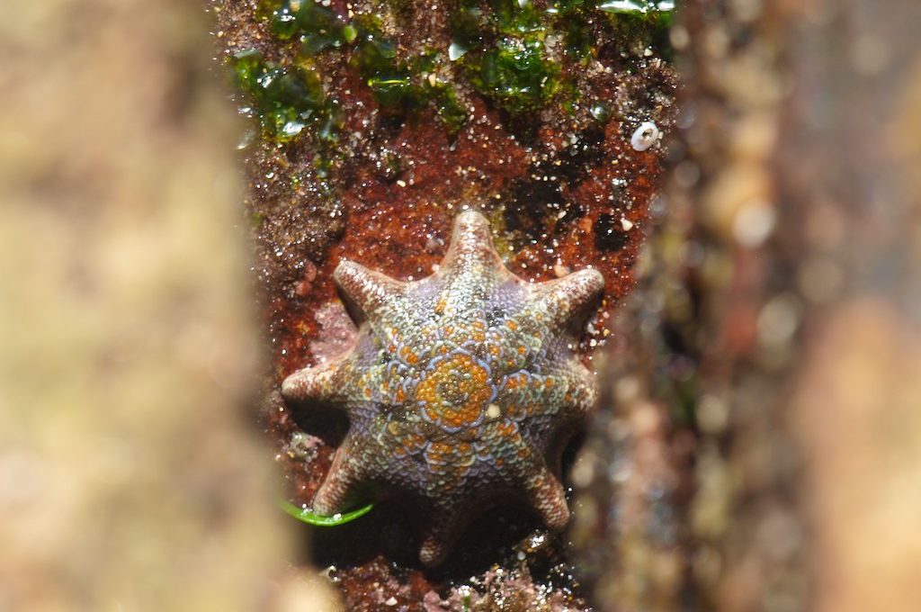 Starfish on rock in Sydney Australia