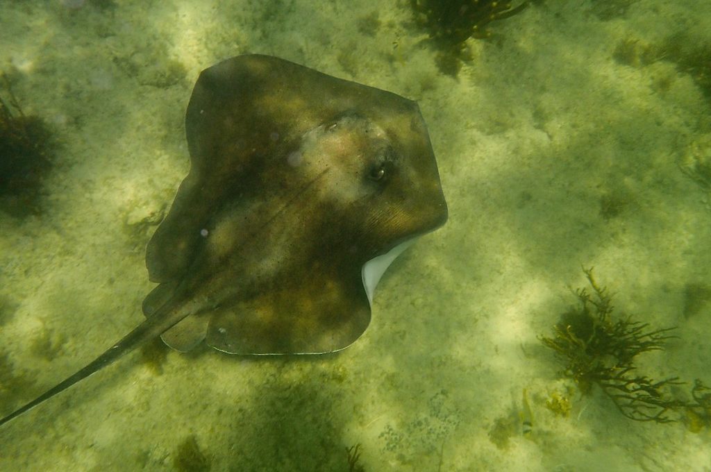 Stingray