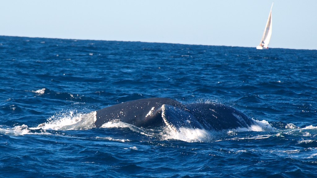 Whale breaching in Sydney Australia