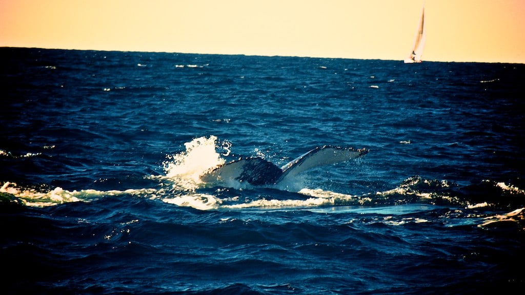 Whale breaching in Sydney Australia