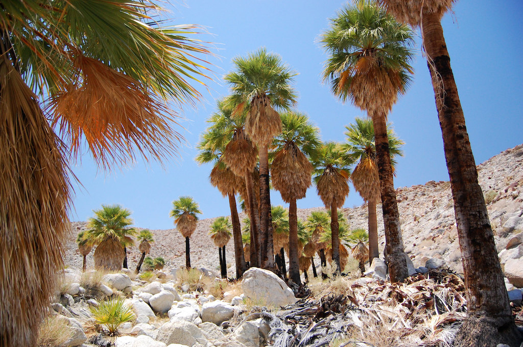 Anza Borrego