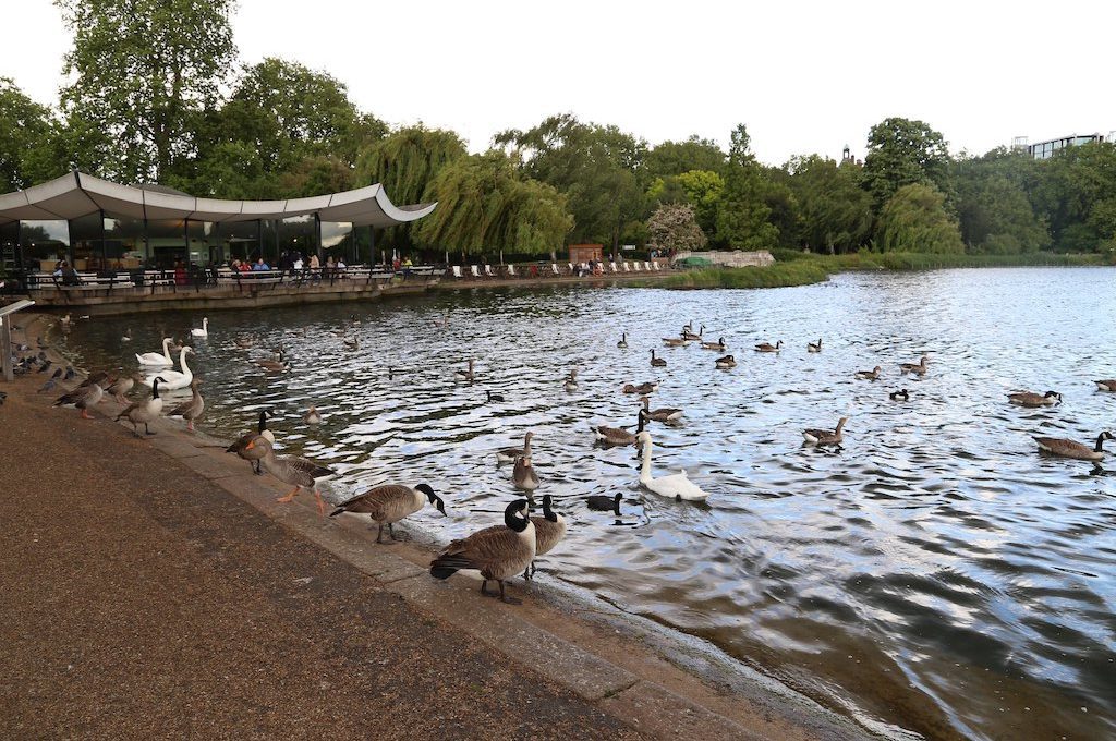 Birds Hyde Park London