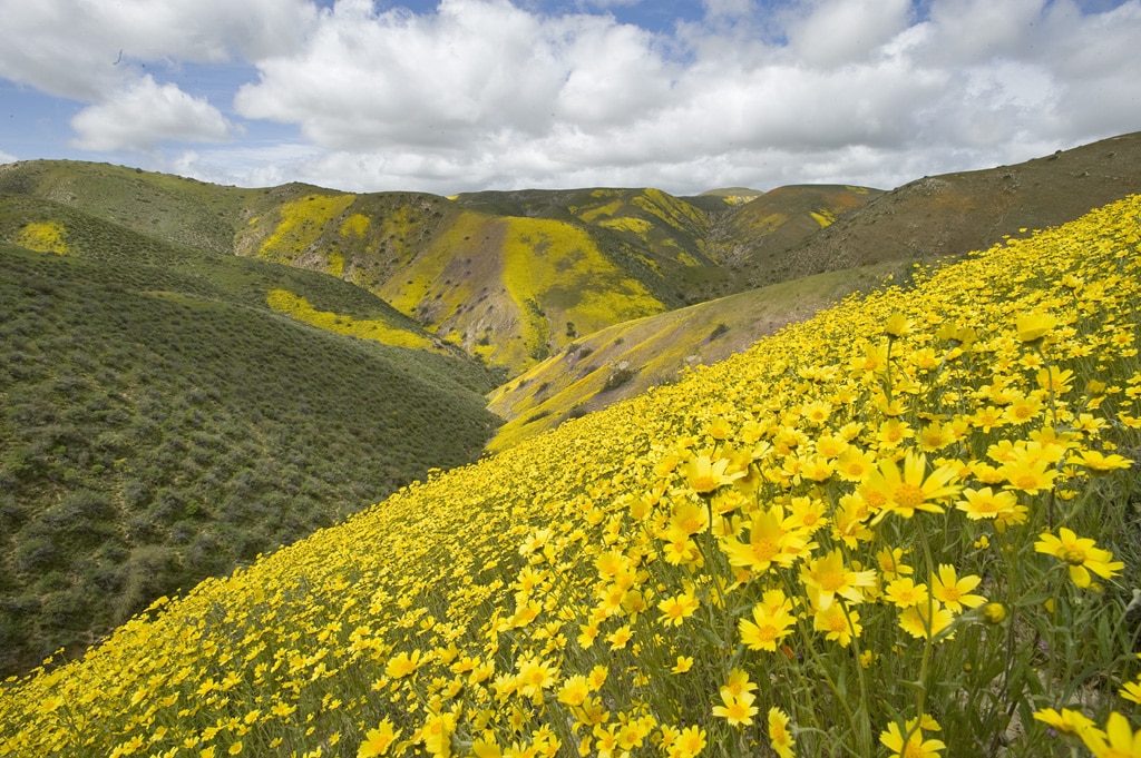 Carrizo Plain National Monument California