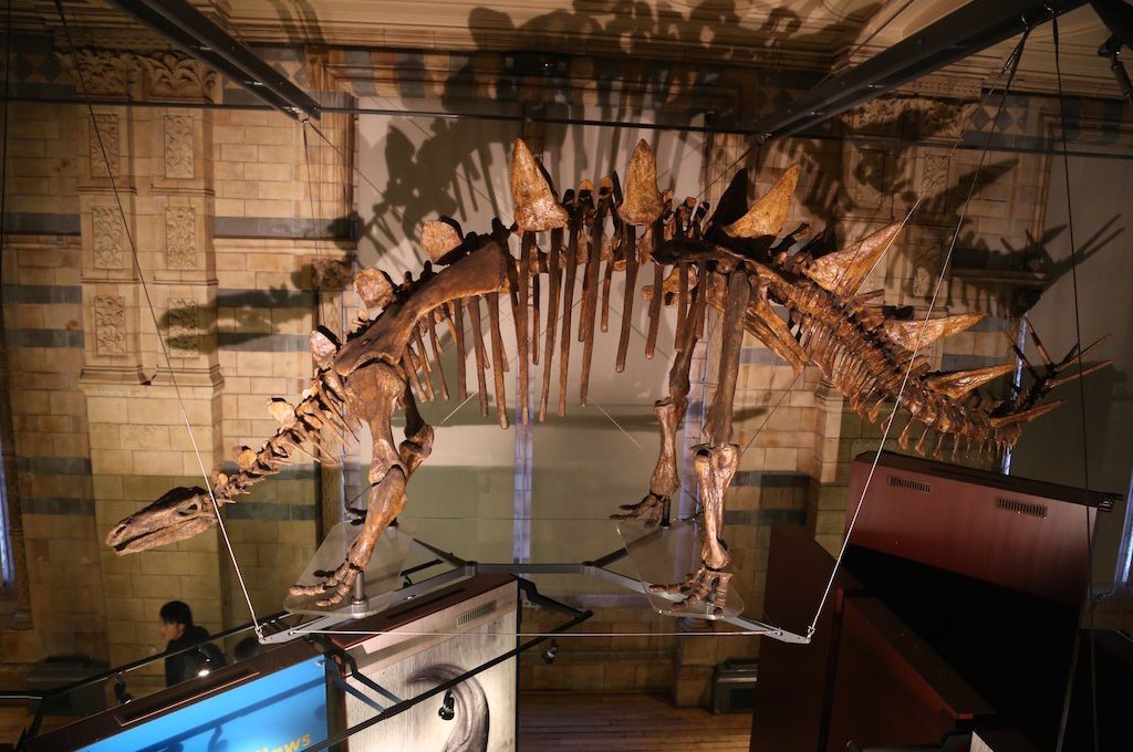 Dinosaur Bones Natural History Museum London