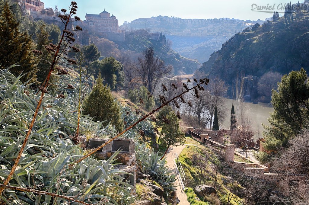 Vegetation Toledo Spain