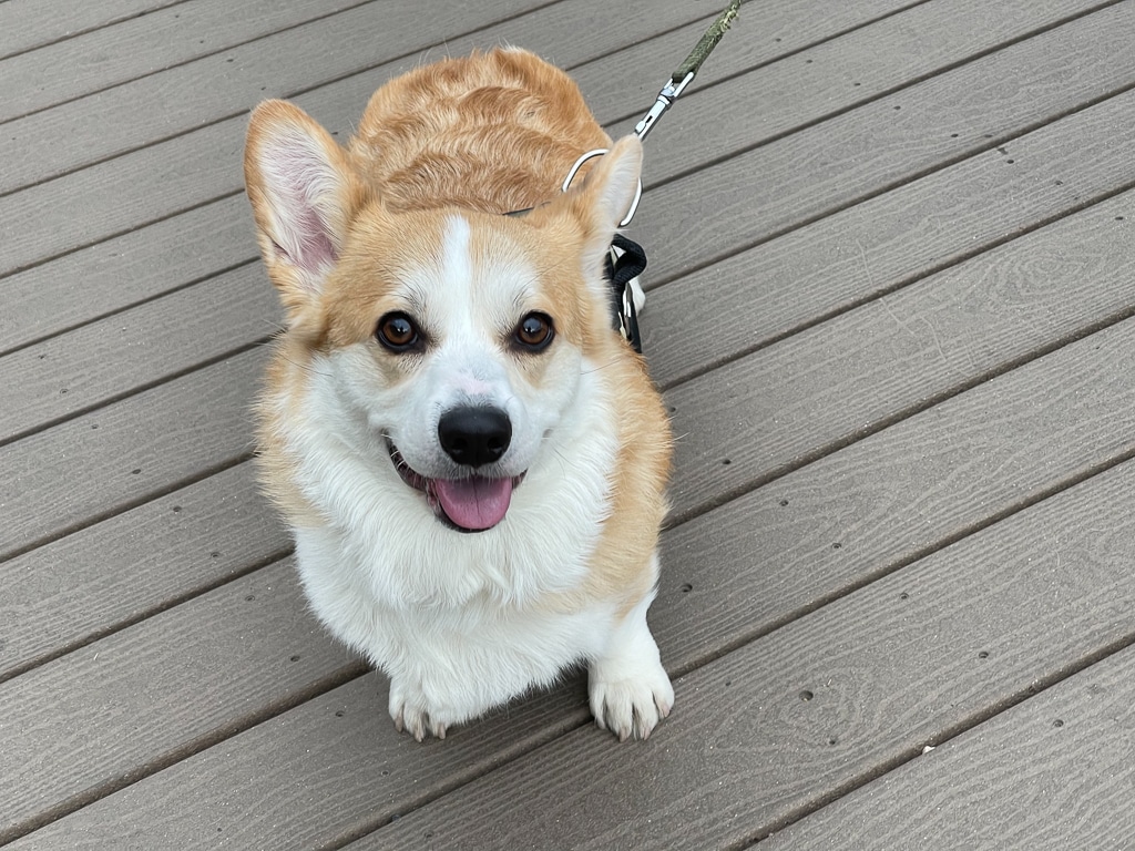 Bringing a Dog to a Hotel Essential Tips for a Good Stay [2024