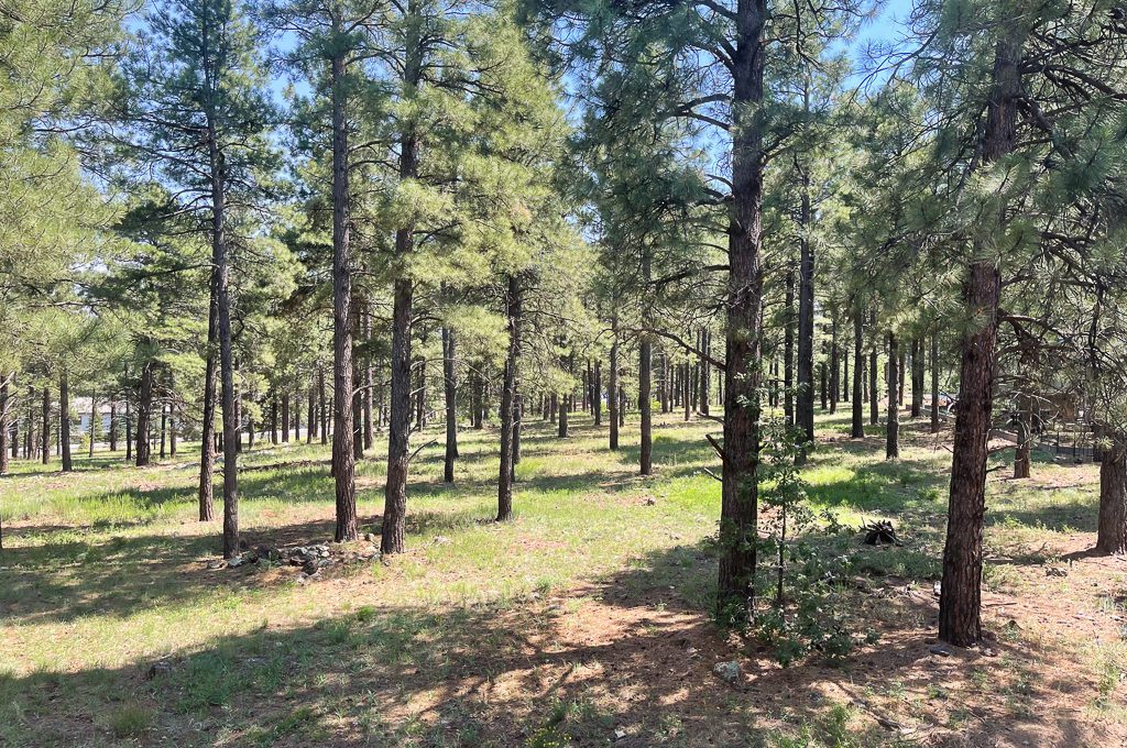 Flagstaff pine tree woods