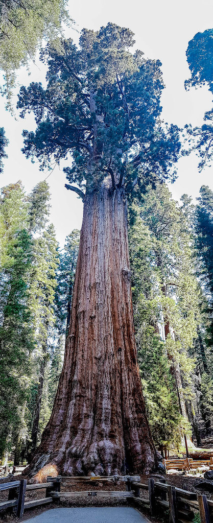 The General Sherman Sequoia National Park