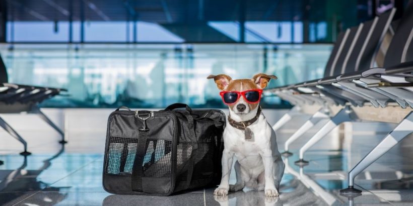 travel with service animal jetblue