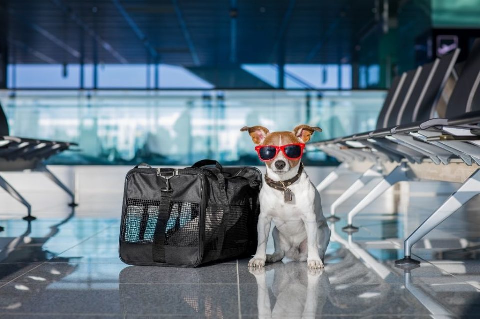 Delta Airlines Pet Policy Guide [2022] UponArriving