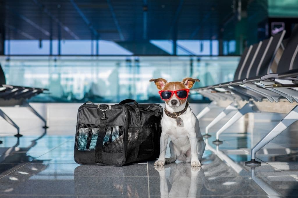 delta pet travel number