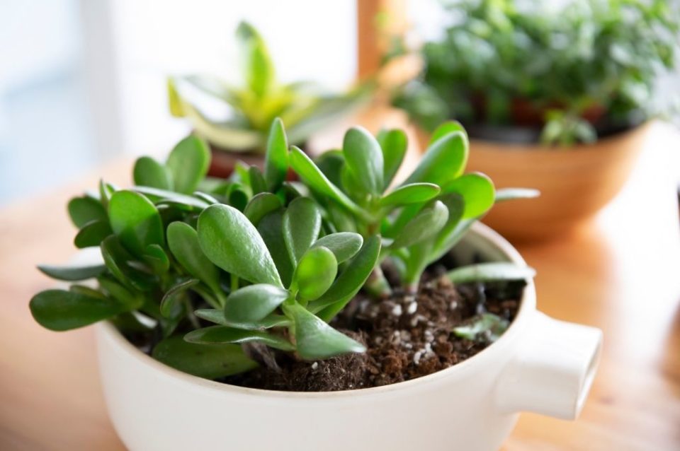 Can you bring plants on a plane tsa rules 2023 uponarriving
