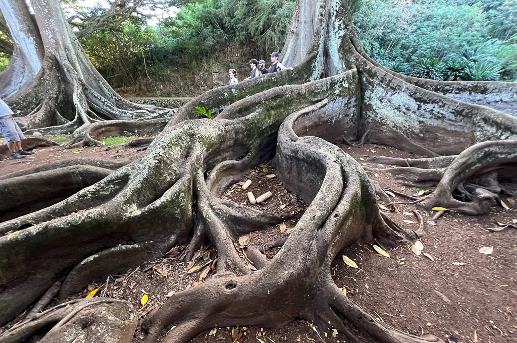 Allerton Garden Jurassic Park tree