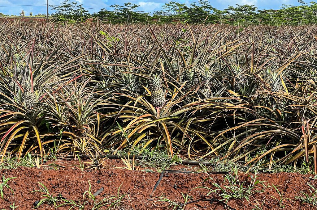 pineapple in ground
