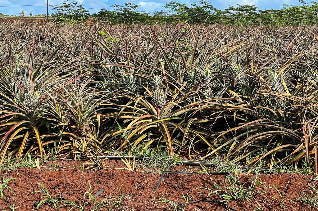 Pineapple Express Train Tour pineapple plants plantation