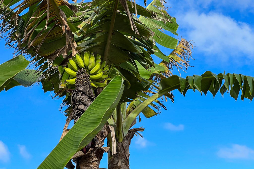 Pineapple Express Train Tour banana tree