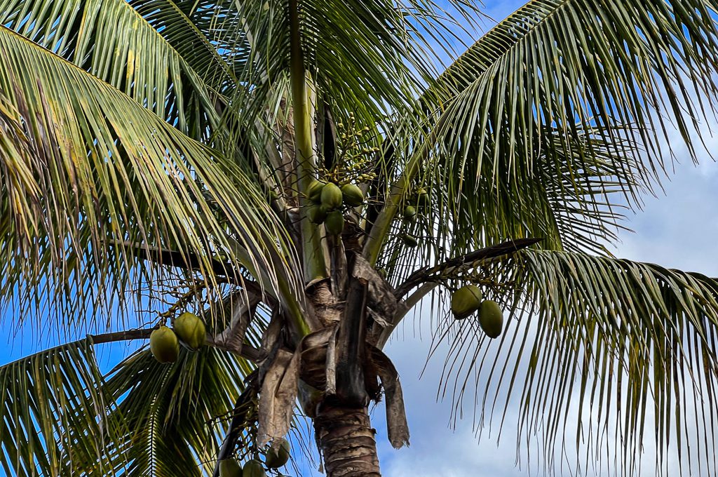 Pineapple Express Train Tour coconuts