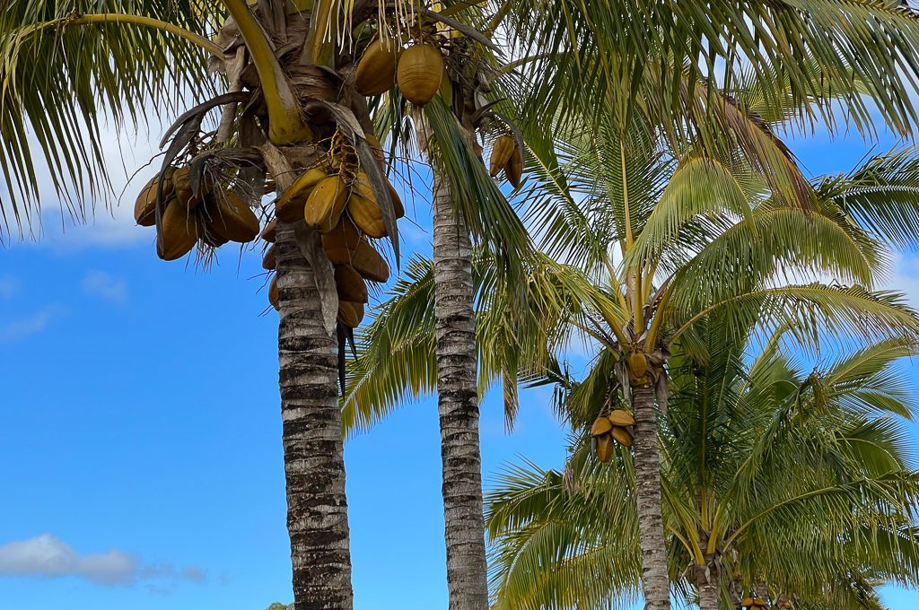 Pineapple Express Train Tour coconuts