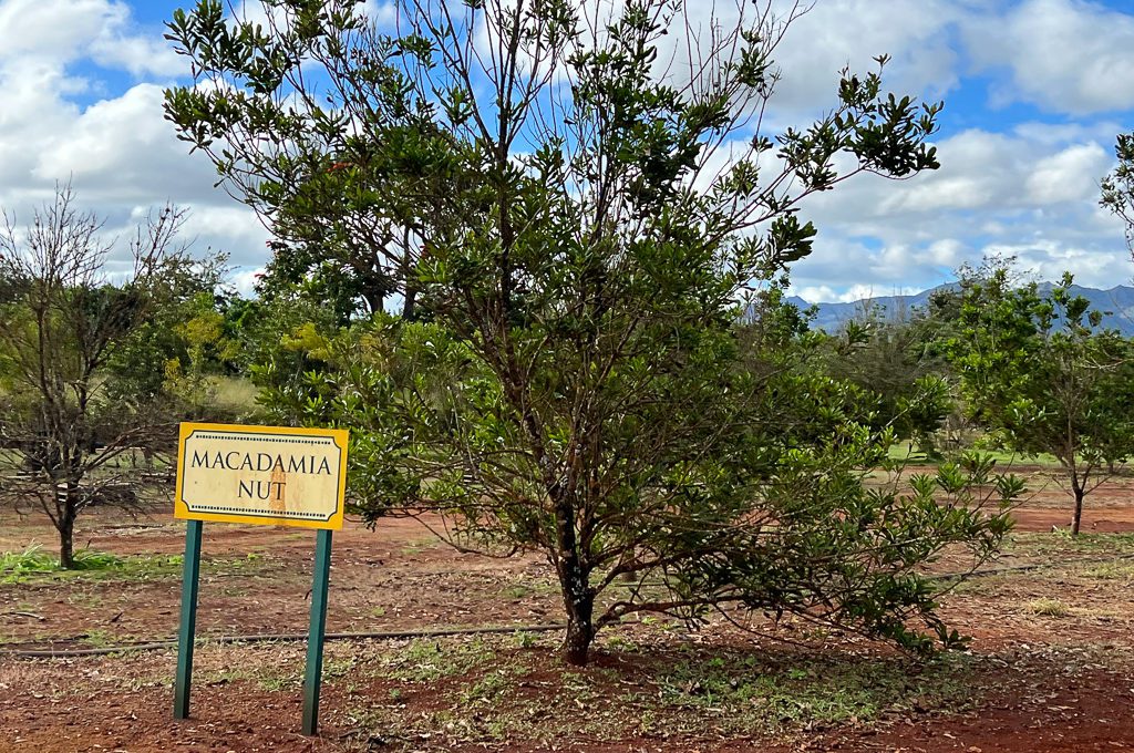 Pineapple Express Train Tour macadamia nut trees