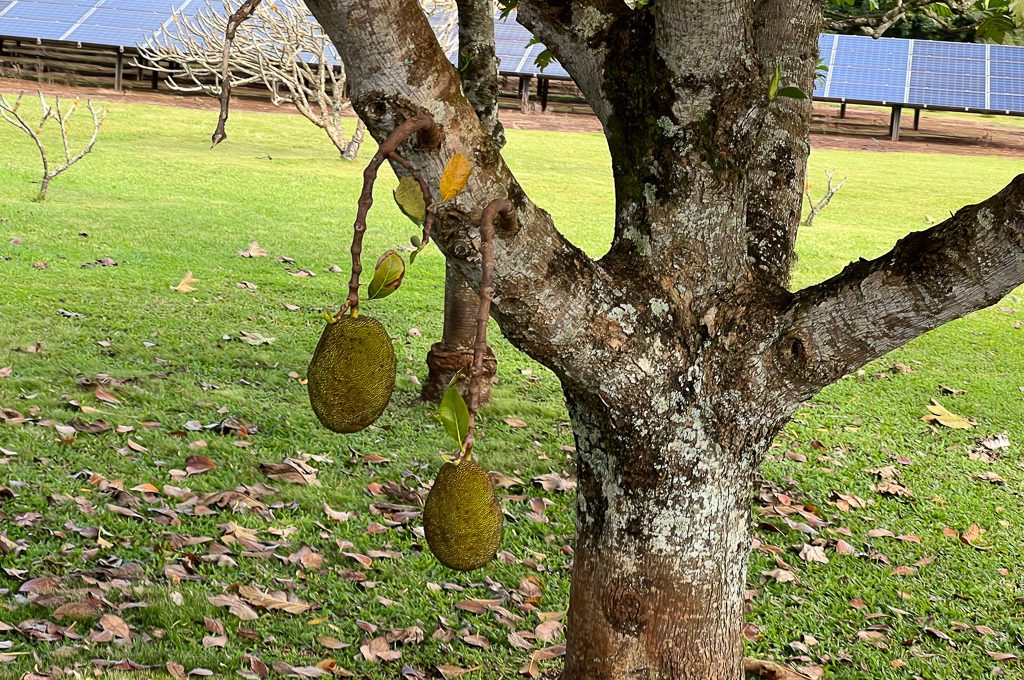 dole plantation garden tour