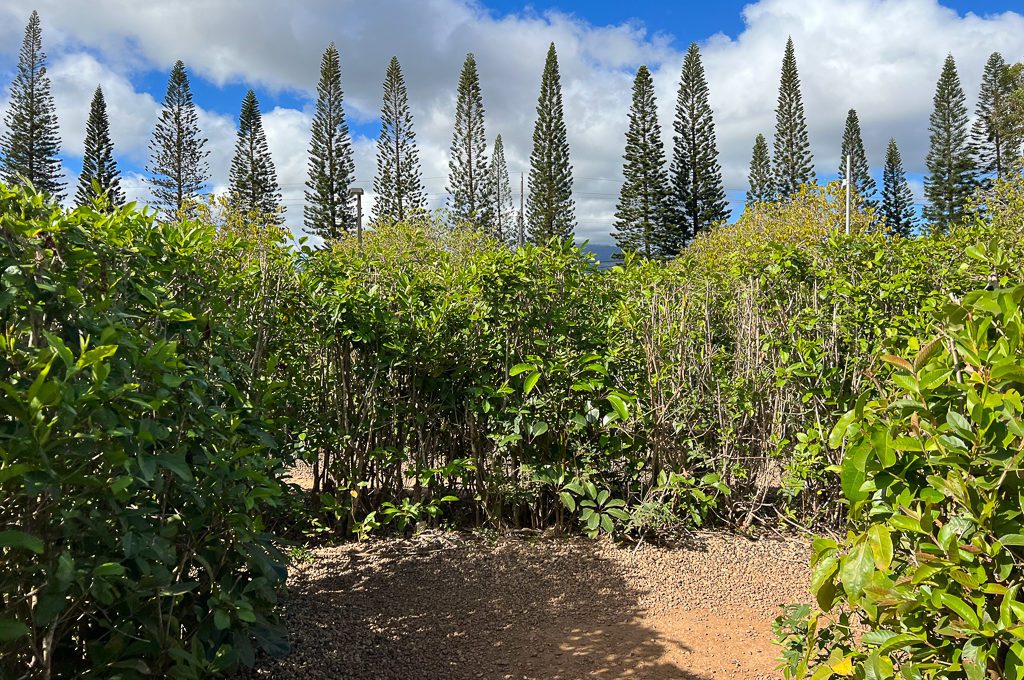 Pineapple Garden Maze